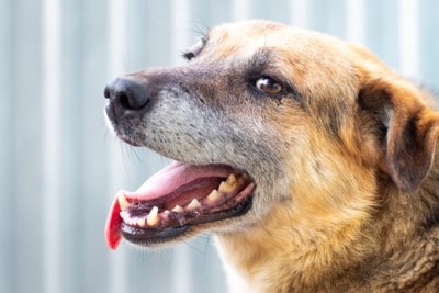 舌を出して呼吸する犬