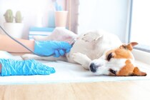 犬の『呼吸が苦しい』ときにする行動５選　異変を感じたときの対処法とは？