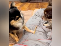 先輩犬のオヤツを狙う後輩犬→見つめ合っていたら喧嘩が始まって…まさかの展開と『結末』が45万再生「理不尽すぎて草」「奪われた子の顔ｗ」