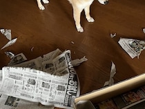 滅多にイタズラしない犬→お母さんが叱った結果…思わず許してしまう『まさかの反応』が10万表示「犯人は現場に戻るｗ」「かわいいｗ」と爆笑