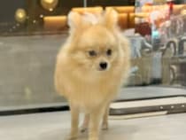 ５ヶ月間売れなかった犬→様子を見に行くうちに『家族にしたい』と思い始めて…『素敵すぎる結末』に感動の声「運命の出会い」「泣いてしまった」