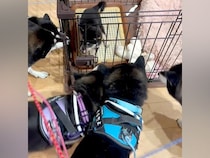 赤ちゃん柴犬を飼った結果→5匹の先輩柴犬たちが…もはや圧迫面接？クセが強い『熱烈大歓迎』をする光景が14万再生「凄い圧ｗ」「柴まみれｗ」