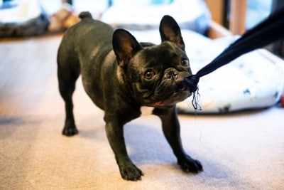 飼い主の服を噛んで引っ張るフレブル