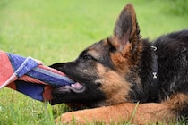 犬が飼い主の『服を引っ張る』ときの理由3つ　取るべき対処法からやめさせる方法まで