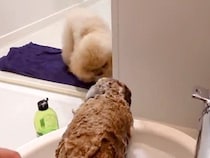 『シャンプーが苦手な犬』をお風呂場で洗っていたら、同居猫と兄犬がそばに来て…まさかの『素敵すぎる光景』に「妹愛がすごい」「さすが」の声