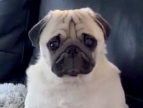 ソファで人間みたいに座っている犬→話しかけると…思った以上に『貫禄がある光景』が13万再生「着ぐるみおじさんｗ」「仲間を見つけた気分」