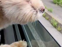 ドライブ中、どうしても外の空気を吸いたい犬→思った以上に『必死な光景』が68万表示「たぶん見えてなくて草」「景色を匂いで感じてるんだよ」