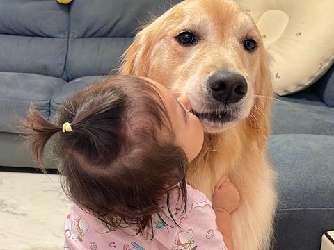 トリミングした豆柴とゴールデンレトリバー→帰宅すると、1歳の女の子が…愛に溢れた『まさかの行動』が59万再生「素敵」「めちゃ嬉しそう」