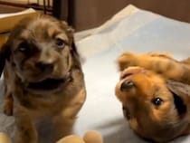 おもちゃを取り合う２匹の赤ちゃん犬→勝負がついた瞬間、１匹が…イジけた末の『まさかの行動』に反響「天使すぎる」「仕草が愛らしい」と反響