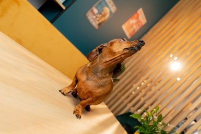 テーブルに乗り天井を見上げる犬