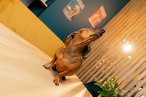 犬が『天井』を見つめているときの理由4つ　何かいるの…？意外な事実や対処法も解説