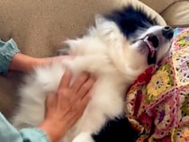 スーパーからお母さんが帰宅→犬がピーピー鳴きながら大喜びして…思った以上の『熱烈大歓迎』が話題「甘えん坊炸裂」「待ってたのね」