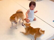 赤ちゃんの目の前で2匹の犬が喧嘩→だんだんヒートアップして…まさかの『板挟みになる光景』が204万再生「可愛すぎｗｗ」「困ってるの草」