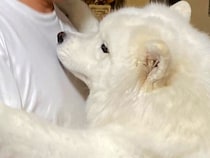 パパが赤ちゃんを抱っこしようとしたら…横にいた大型犬がみせた尊い行動に2万4000いいね集まる「か、可愛すぎる…」「甘えたいよね」と悶絶