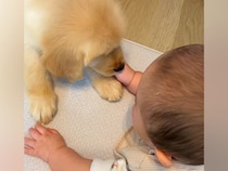 大型犬の子犬と赤ちゃんが向かい合って寝そべると…あまりにも愛おしい『心が洗われる光景』が41万再生「なんて優しい世界…」「一生の相棒」