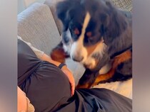 『おなかの中に赤ちゃんがいるよ』と大型犬に伝えた結果…新しい家族に見せた『尊すぎる行動』が3万再生「表情にグッと来た」「お利口」と絶賛