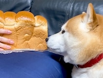 パンにそっくりな柴犬の前で『食パンをなでなでしてみた』結果…愛おしすぎる『まさかの反応』が1009万再生「嫉妬ｗ」「虚無で草」現在の姿も