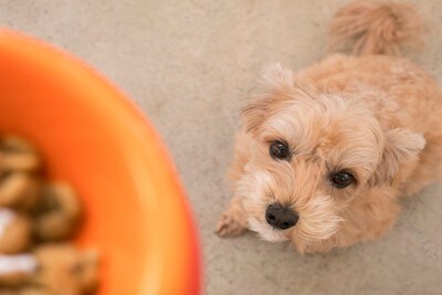 ごはんを見上げる犬