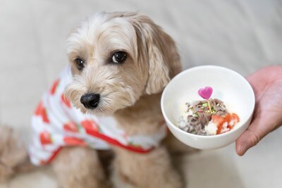 服を着た犬、手作りごはん