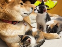 へその緒がついた状態で捨てられた子猫たちを保護→家にいた犬が…まさかの『お母さん代わり』になる光景が67万再生「手慣れてるｗ」「最高」