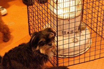 犬とストーブ
