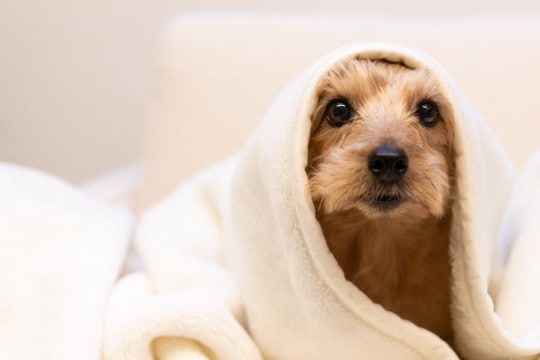 犬が『寒い』と感じているときにみせるサイン４選　適切な寒さ対策までご紹介