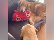 小さなソファで転がる大型犬→もう1匹が『どうしても座りたい』と近づいて…愛おしすぎる『試行錯誤する光景』が256万再生「座れたけどｗｗ」