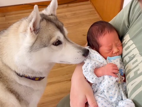 出産のため1週間ぶりに帰宅→大型犬が赤ちゃんを見た瞬間に…『はじめましてのご挨拶』が泣けると104万再生「ずっと見守ってる」「尊い」