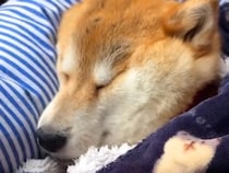 医師に『次いつ起き上がるかわからない』と言われた犬→2日間、目も開けずに…涙腺崩壊する『一生懸命な光景』が14万再生「頑張ってる姿に涙」