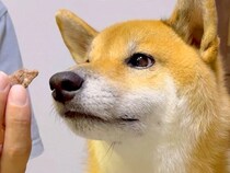 お肉を持って『お手』と言うと応える犬→食べ終わると…まるでコントのような『180度違う態度』が10万再生「最高ｗ」「一生見ていられる」