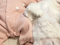 『赤ちゃん2人産んだっけ？』ベッドで寝転ぶ赤ちゃん→隣で犬が…まさかの『シンクロ』に3万いいね「頼もしいベビーシッター」「幸せすぎる」