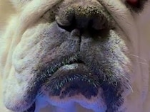 ２日間はなればなれだった犬のもとへ帰宅→『飛び跳ねて喜ぶかな』と思ったら…予想を裏切る『まさかの対応』に爆笑「待ちくたびれたのかも」