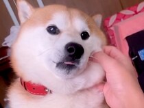 散歩が大好きな犬→『晴れの日』と『雨の日』を比較した結果…わかりやす過ぎる『態度』が166万再生「想像の5倍虚無ってて草」「感情がｗ」