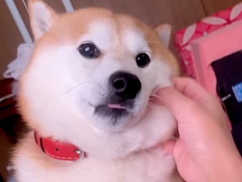 散歩が大好きな犬→『晴れの日』と『雨の日』を比較した結果…わかりやす過ぎる『態度』が166万再生「想像の5倍虚無ってて草」「感情がw」