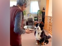 おばあちゃんが『焼き芋』を超大型犬にあげようとしたら…本当の孫のような『愛おしすぎるやり取り』が151万再生「可愛すぎる」「心が和んだ」