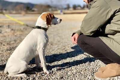 犬と向き合って座る人