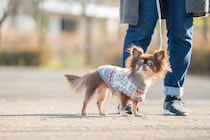 犬の『体を温める』ことで起こるメリット4つ　実践すべき理由から正しい方法まで