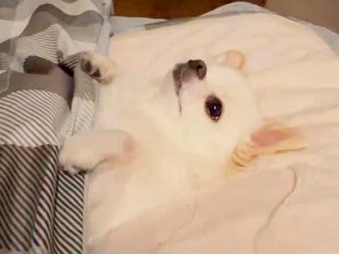 5年間、チワワを愛情たっぷりに育てた結果→許すしかない『カワイイハラスメント』を連発する光景が197万再生「オモロ可愛い」「心奪われた」