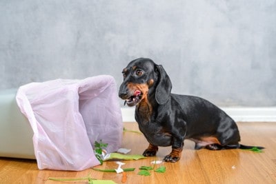 ゴミ箱を漁るダックスフンド
