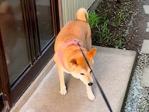 『もう居ないんだよ…』いつも犬の散歩中におやつをくれたおばあちゃん→亡くなってしまい…切なすぎる光景が38万再生「泣ける」「寂しいね」