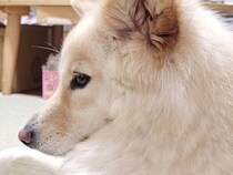 床で伏せをする犬→『おてて』を見てみると…想像と違いすぎる『まさかの体勢』に49万いいね集まる「クセ強すぎｗｗｗ」「可愛すぎて声出た」