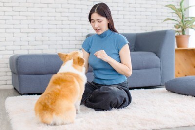 座りながら犬に指示を出す女性