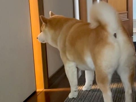赤ちゃんが泣くと、部屋の外にいた犬が…心配して見せた『まるでお兄ちゃんのような行動』が11万再生「報告しに来るの可愛い」「惚れちゃう」