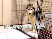 8歳で飼育放棄された『ガリガリの大型犬』を保護→現在の家族と出会い…精一杯生きた『6年間の証』に涙が止まらないと87万再生「素敵な家族」