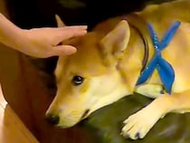 お母さんが『顔パック』をして現れたら、犬が…『本当にお母さん…？』疑いの眼差しを向ける光景に反響「目付きがｗ」「そりゃあビックリする」