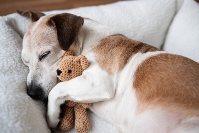 人形を抱えて寝ている犬