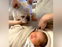 生まれたての赤ちゃんと犬が『初対面』した結果→不思議そうに見つめて…尊すぎる『愛にあふれたリアクション』に反響「たまらないかわいさ」