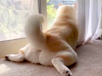 朝、窓際でお兄ちゃんの帰省を待つ犬→喜びすぎてしまい…再会した瞬間の『可愛すぎる行動』が187万再生「ブン回しｗｗ」「飛べそう」と反響