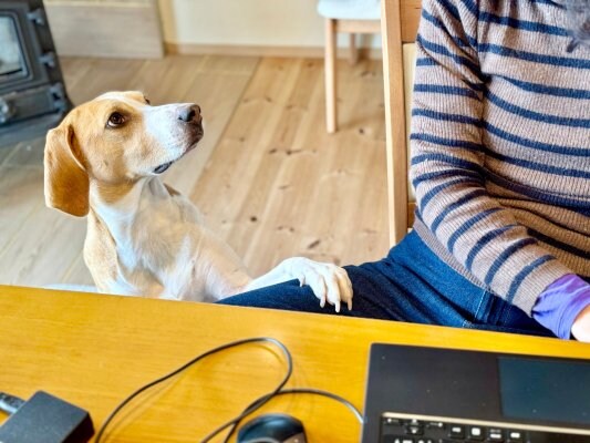犬が前足であなたのことを触ってくる心理5選 可愛い理由やアピールに対する正しい接し方まで