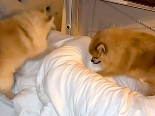 朝、ポメラニアンたちに『パパを起こして』とお願いした結果→絶対に目覚めてしまう『まさかの行動』が104万再生「天国やん」「幸せすぎる朝」